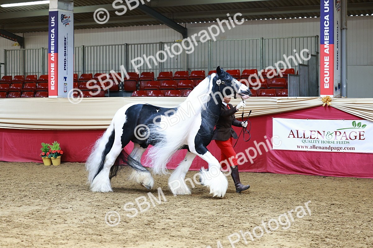 SBM_23168 - Class 903 - Supreme Final - IH Pre Vet