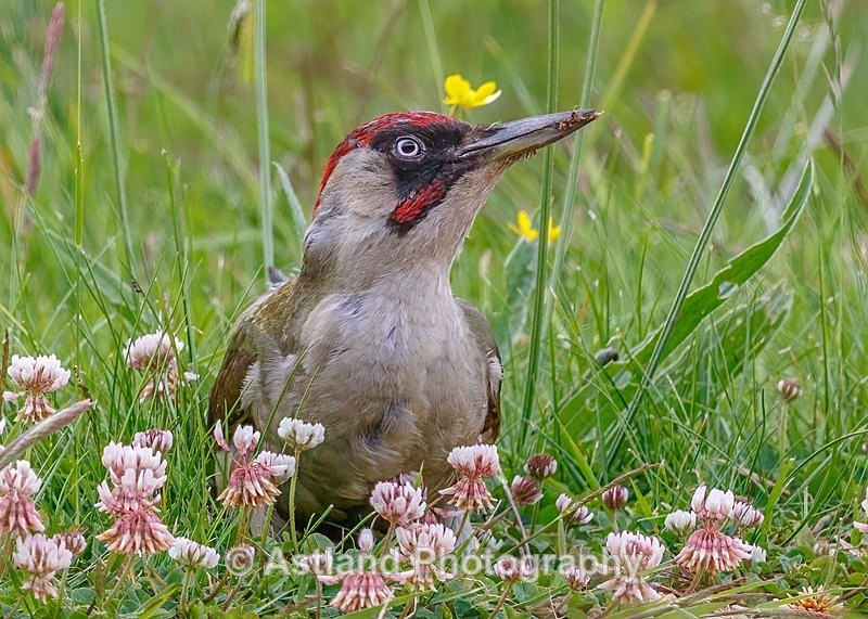 Astland Photography, Bird and Wildlife Images, Susan and Peter Wilson, U.K.