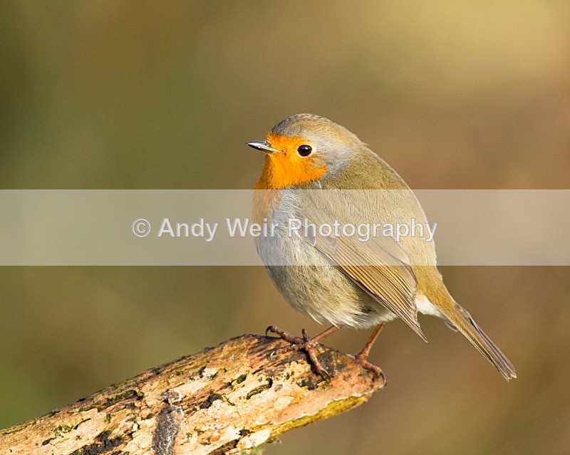 20121208-_MG_1790 - Robin