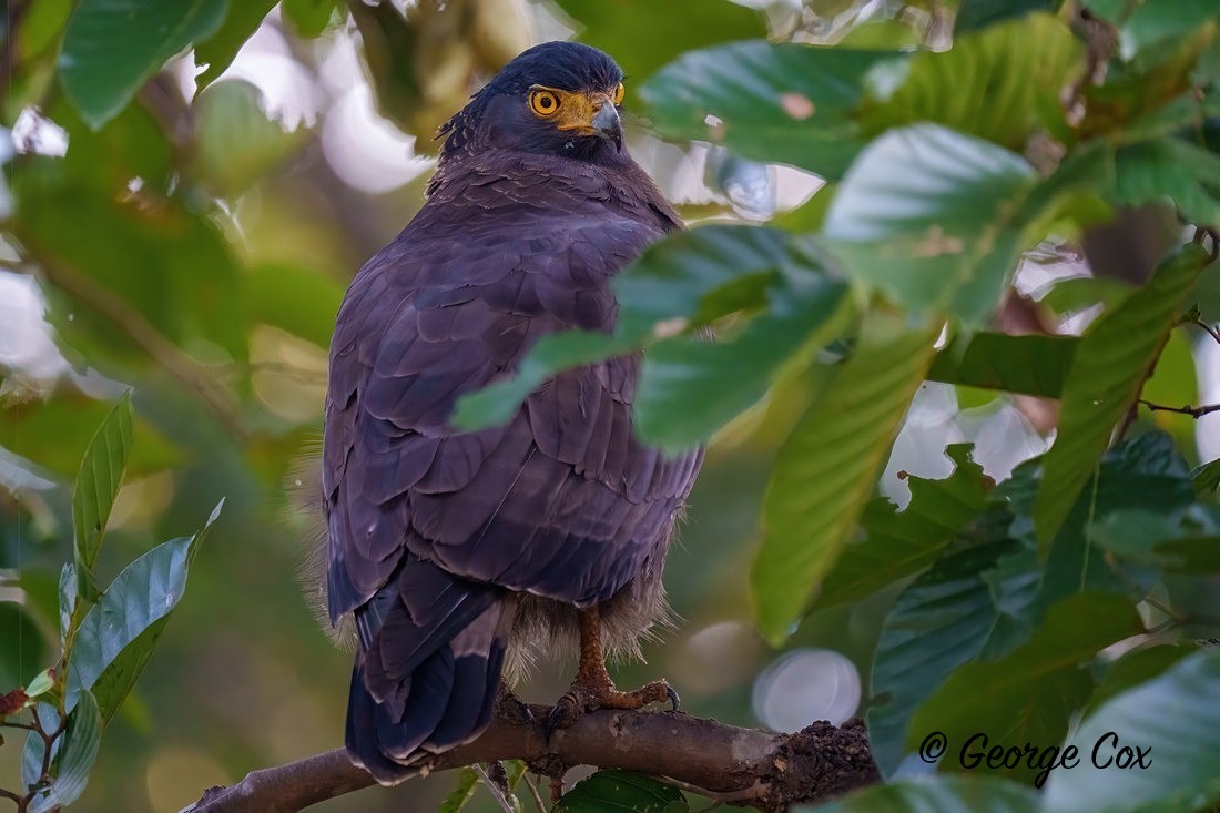 Crested Serpent Eagle - India