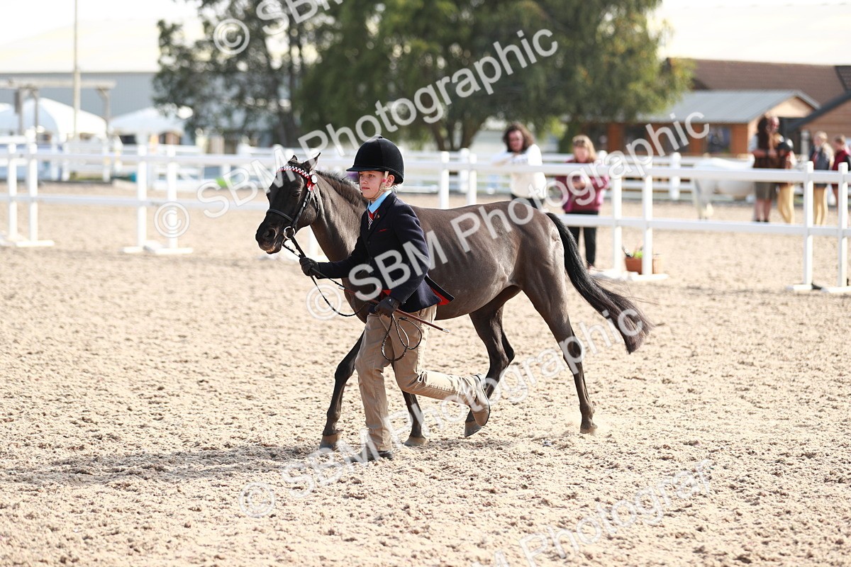 SBM_11086 - Class 205 IH Show Pony/ Show Hunter Pony