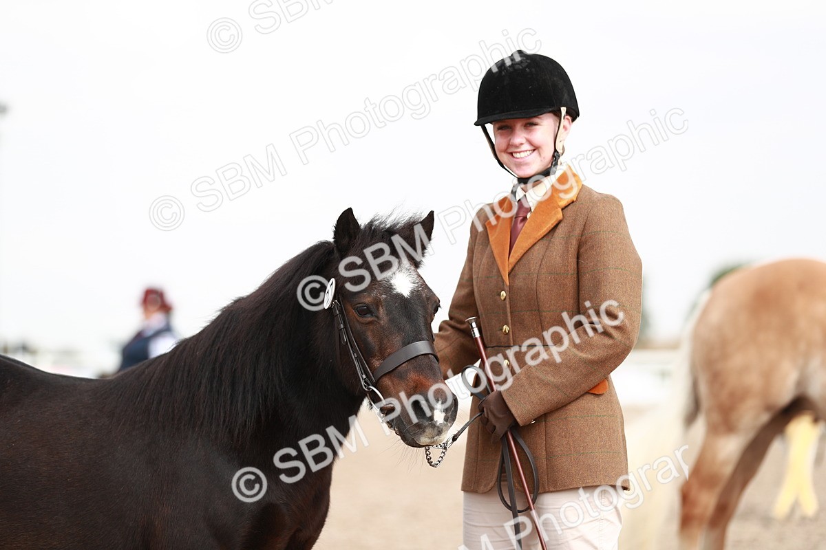 SBM_11868 - Class 206 IH Non Show Type Pony