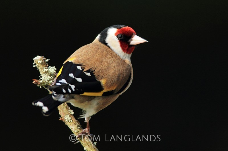 Goldfinch - All Other Birds