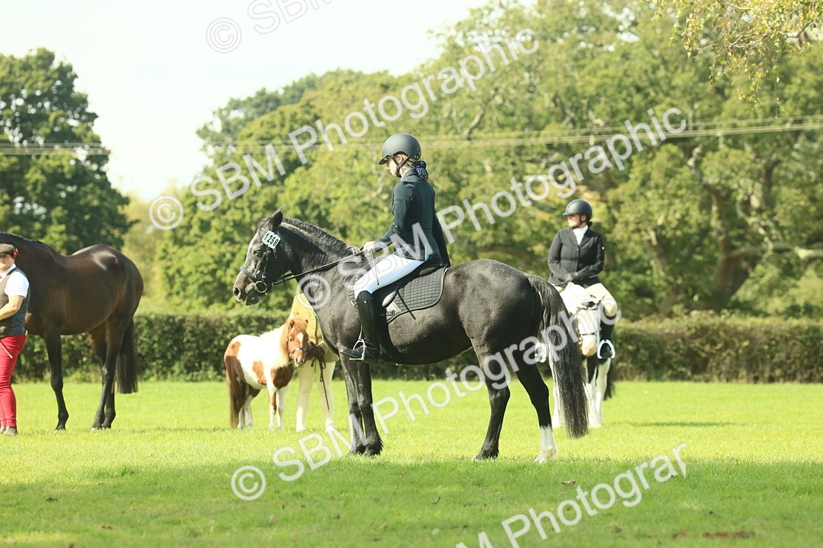 SBM_66550 - S34 - Rehabilitated Rescue Horse & Pony In Hand & Ridden