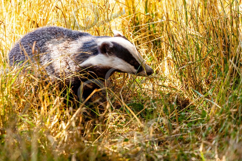 badger Meles meles-8740 - UK Wildlife