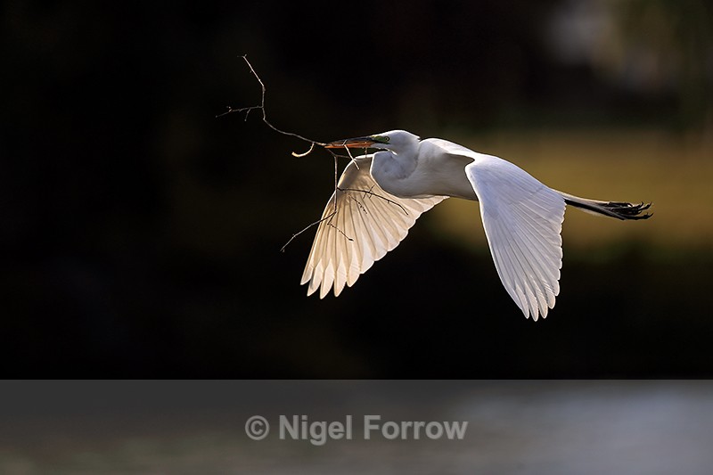 Great Egret flying, dark background - Venice Rookery, Florida - Great Egret