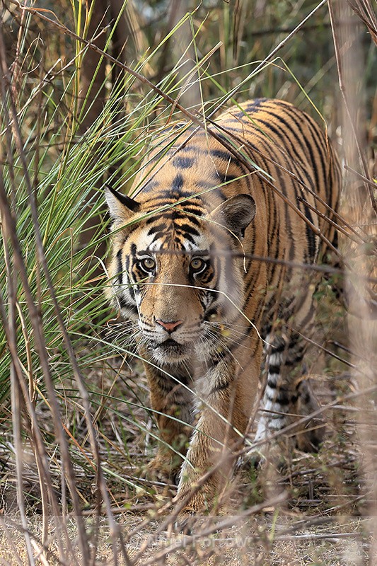 Bengal Tiger moves by bamboo, Panna Reserve, Madhya Pradesh, India - Tiger