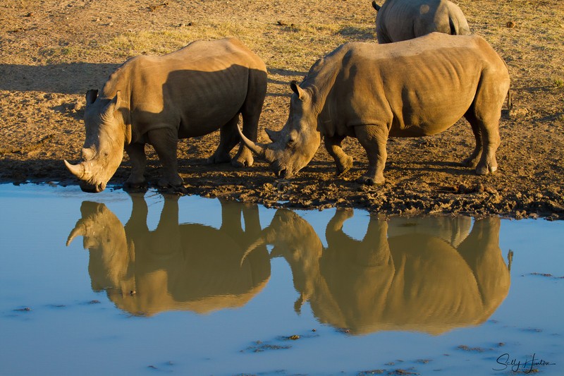 Rhinos Drinking with Reflection