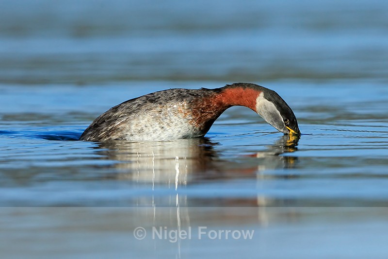 Red-necked Grebe diving, Farmoor Reservoir - Red-necked Grebe