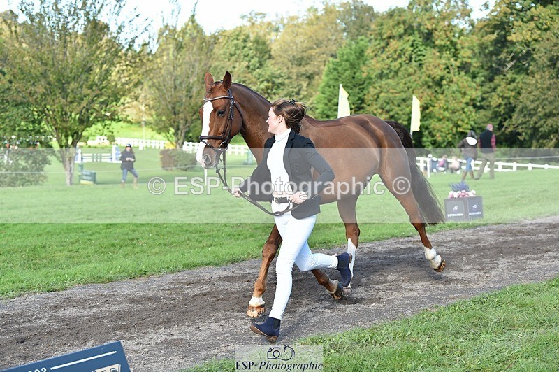 231022-111858-23885 - 556-SHANNONDALE.MOCHA-Lucy.Davies-TrotUp+SJ