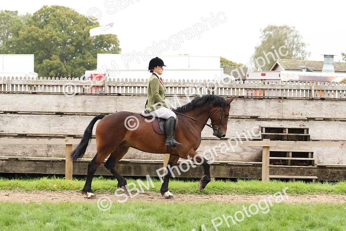 SBM_69565 - S62 - Mountain & Moorland Ridden Large Breeds