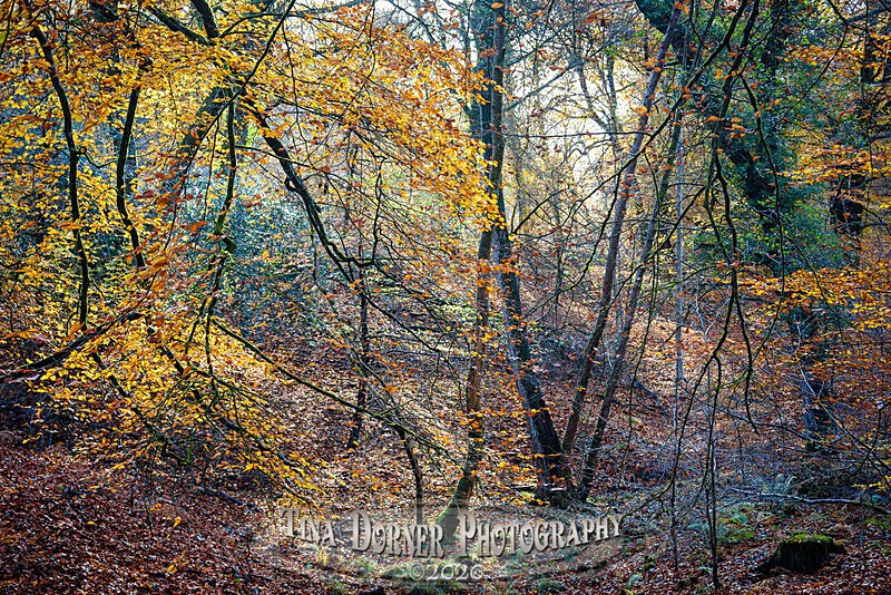 Woodland Gulley in Autumn by Tina Dorner Photography