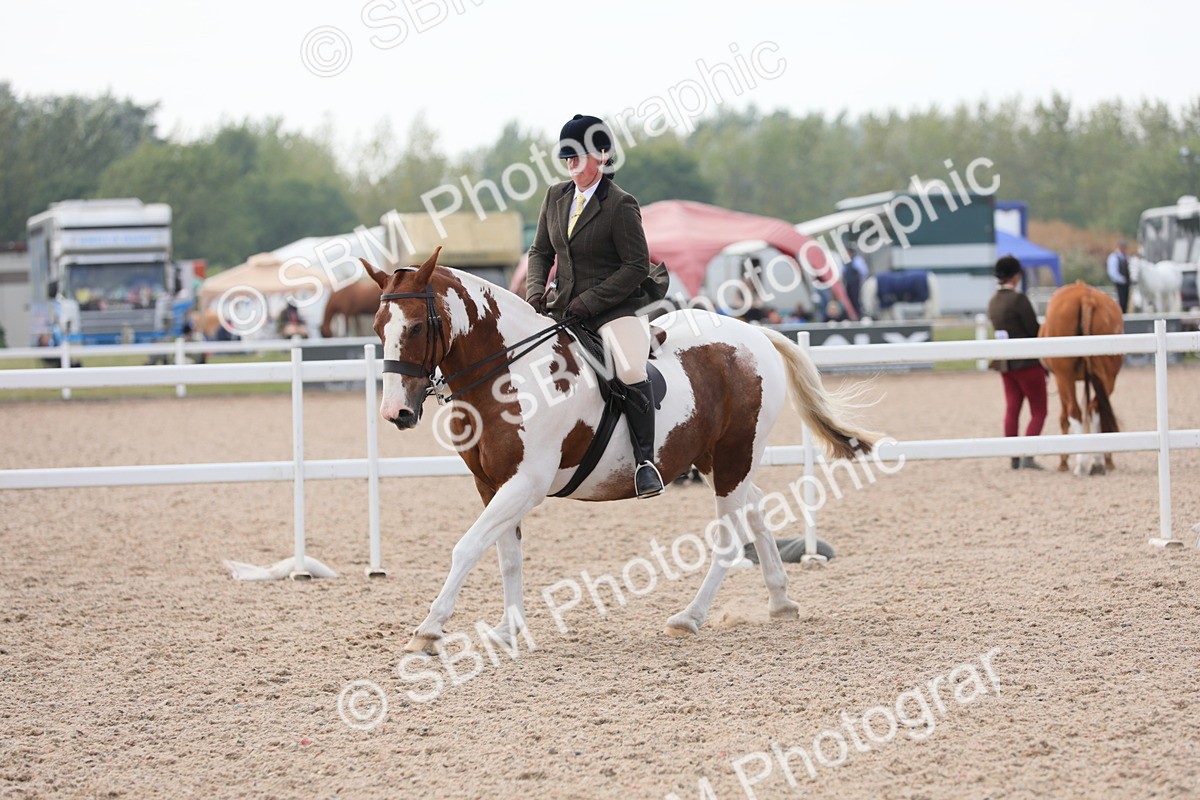 SBM_13401 - Class 308 Ridden Coloured Horse