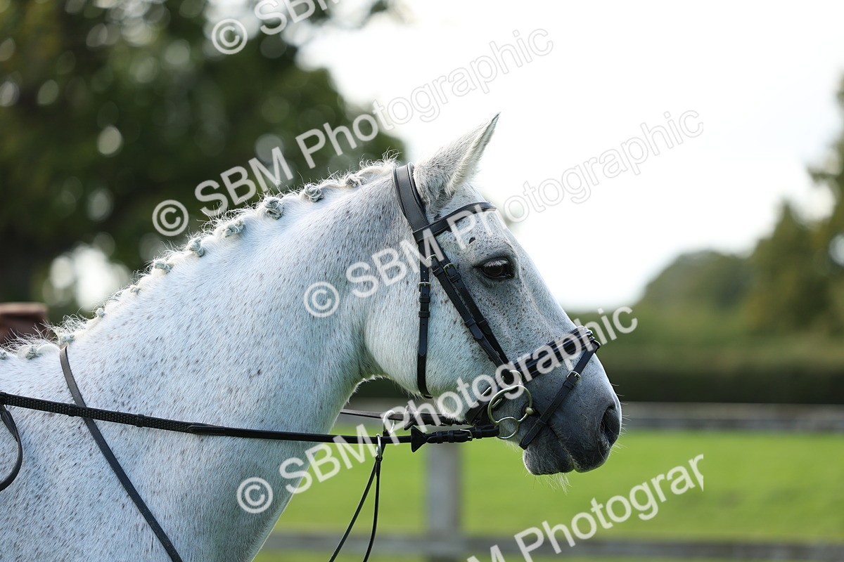 SBM_45522 - S33 - Working Hunter Pony