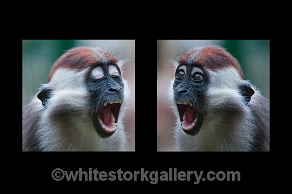 Monkey Talk ! - Wildlife and Animals