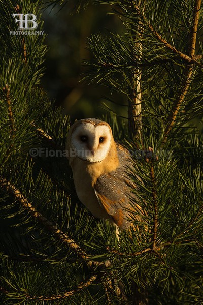 wow-65 - Birds of Prey