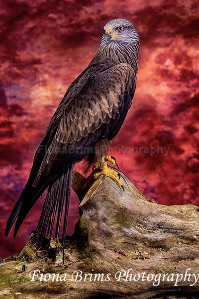 wow studio feb-23 - Birds of Prey