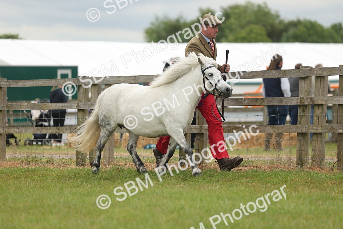 SBM_05061 - Class 50-57 - M&M Welsh Pony In Hand