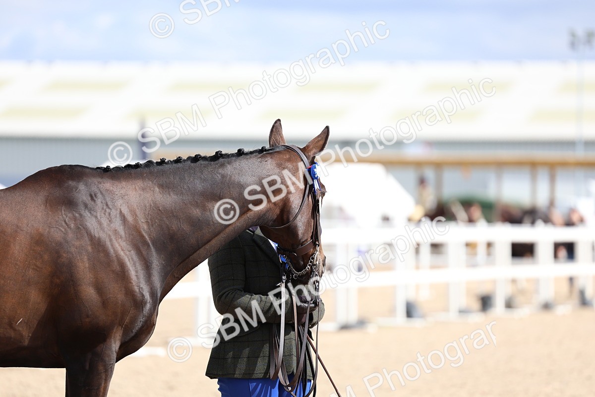 SBM_15282 - Class 313 - IH Retired Racehorse