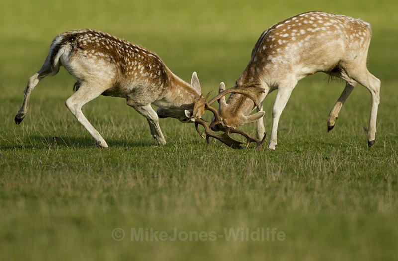 FALLOW DEER RUTTING ref rdr 4 - DEER RUT FOR RED AND FALLOW DEER