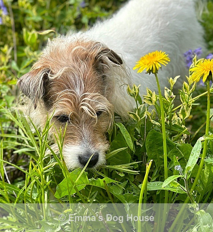  - Pawtraits