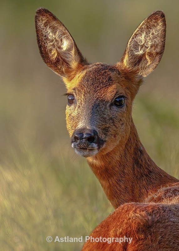 Astland Photography, Bird and Wildlife Images, Susan and Peter Wilson, U.K.