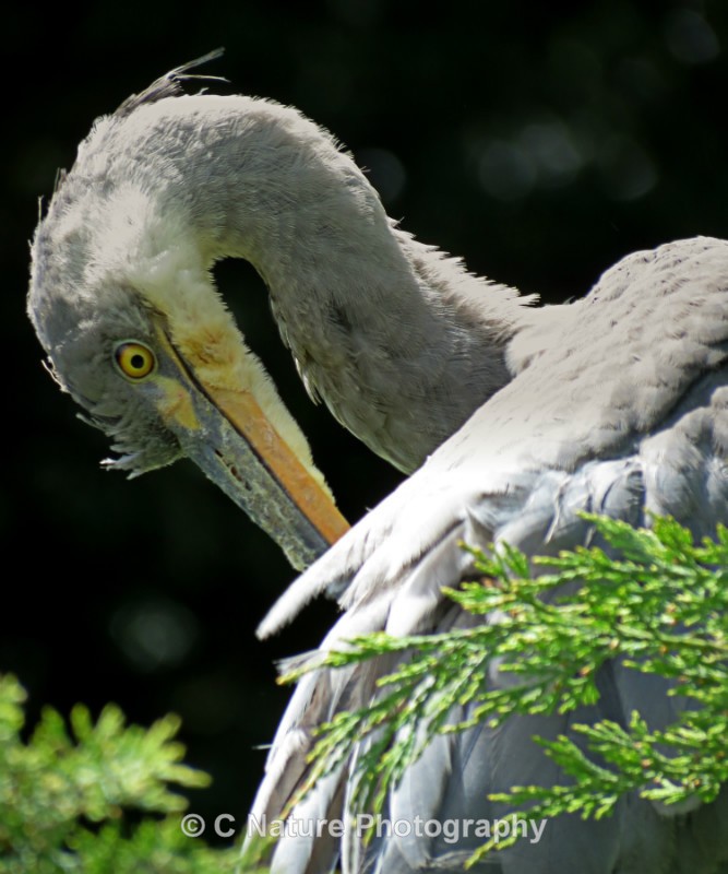Grey Heron - Birds