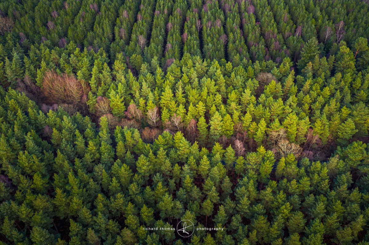 Conifer patch - FROM ABOVE