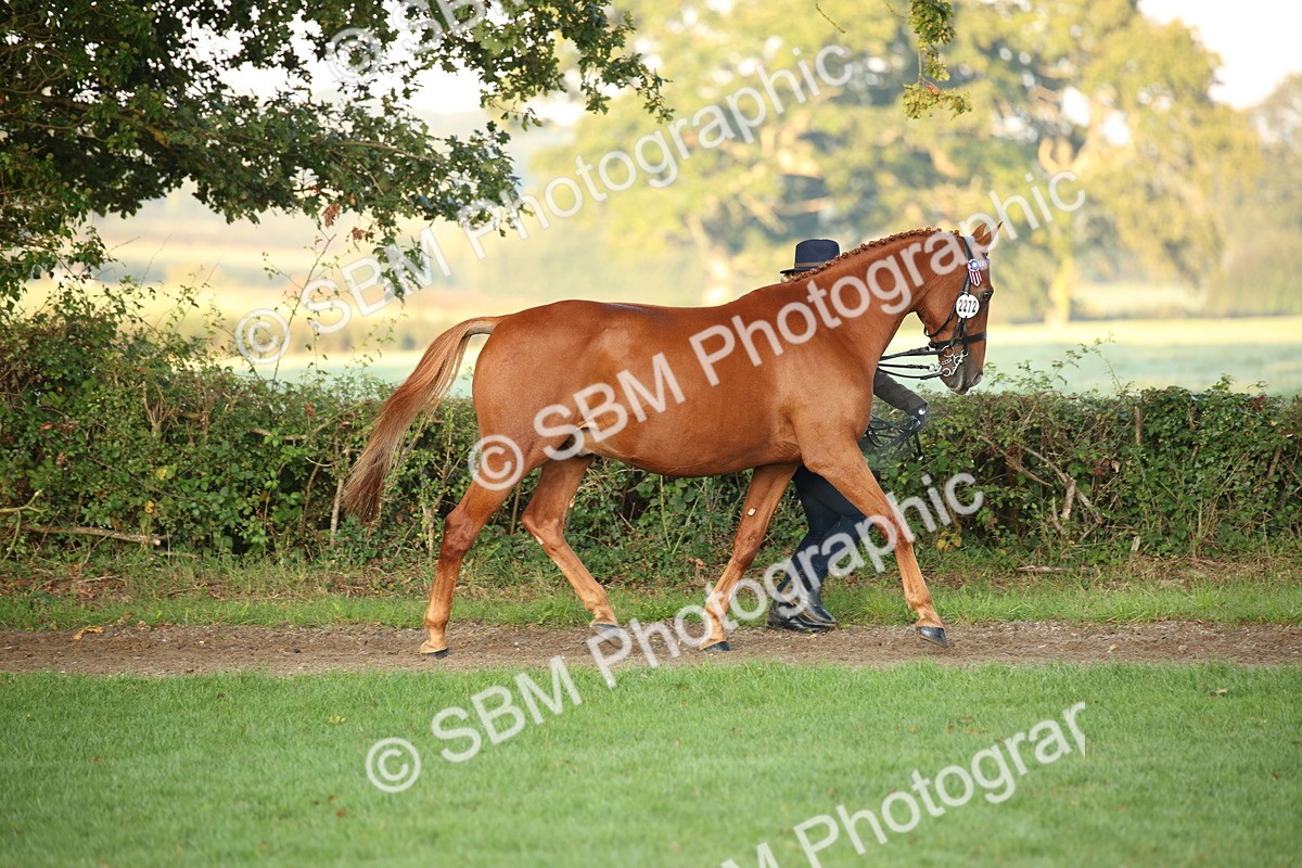 SBM_56827 - S49 - Riding Horse & Hack & Thoroughbred In Hand