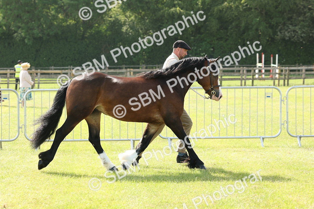 SBM_02062 - Class 6-13 - Mountatin and Moorland In Hand Welsh Breeds