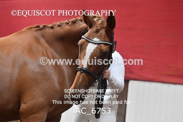 JAC_6753 - 15 Ziggy of Westoak