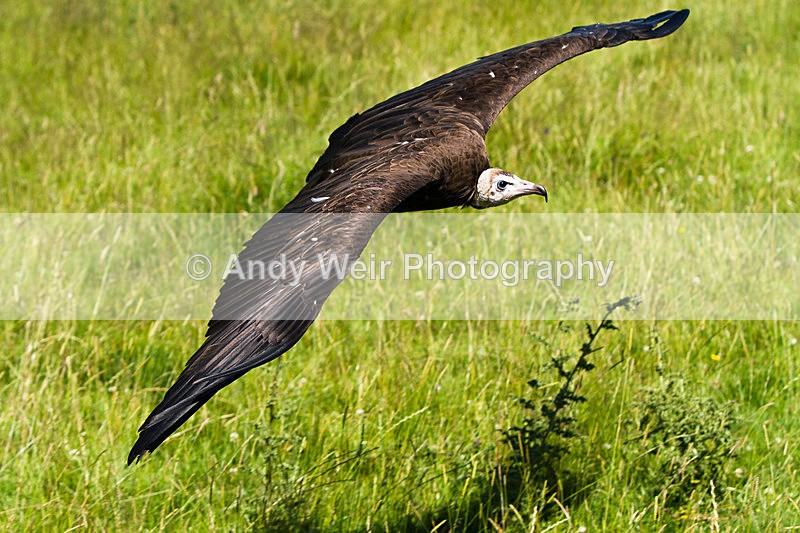 20140705-_MG_6406 - Captive Birds