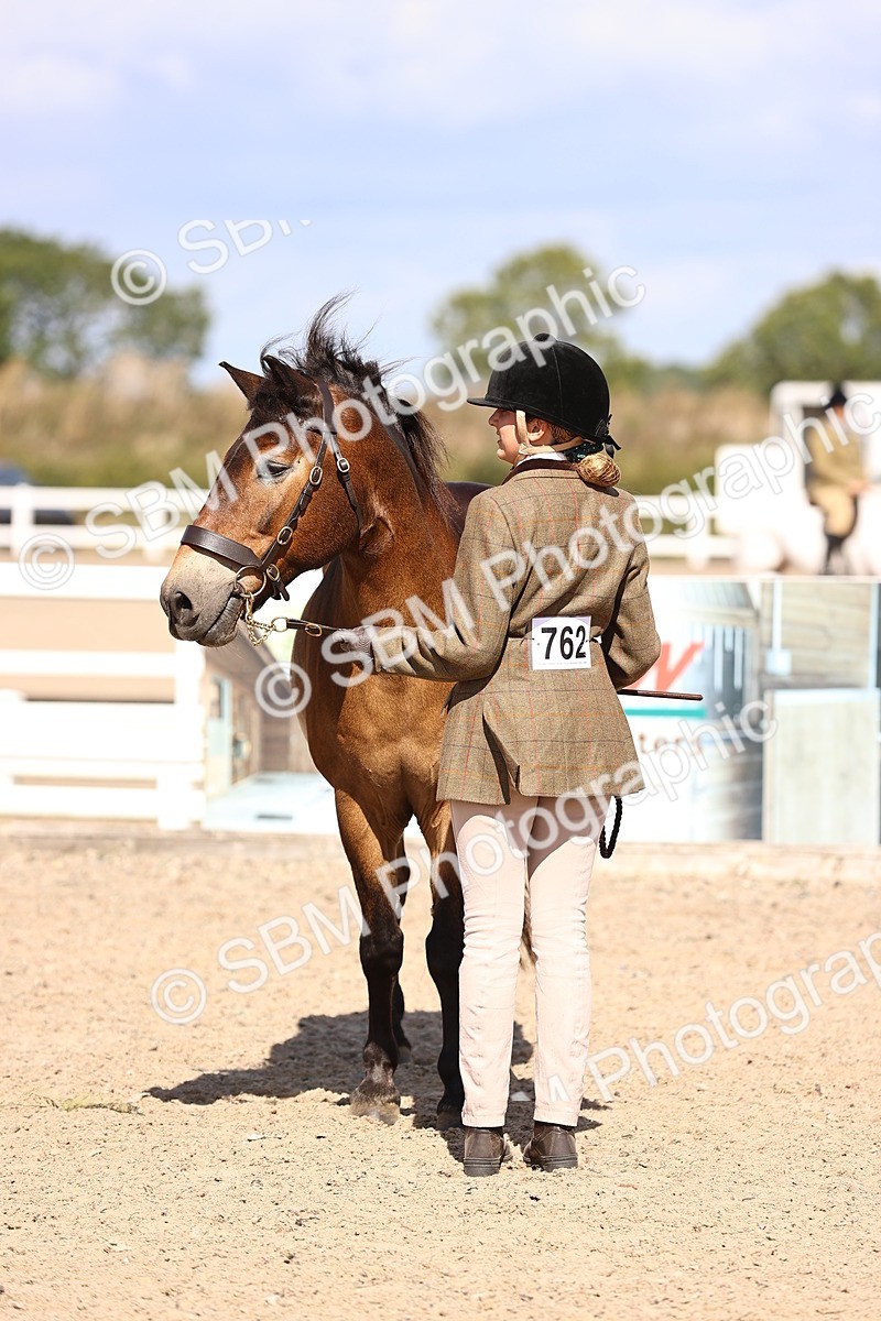 SBM_14383 - Class 412 - Handsomest Gelding (IH or Ridden)Adult