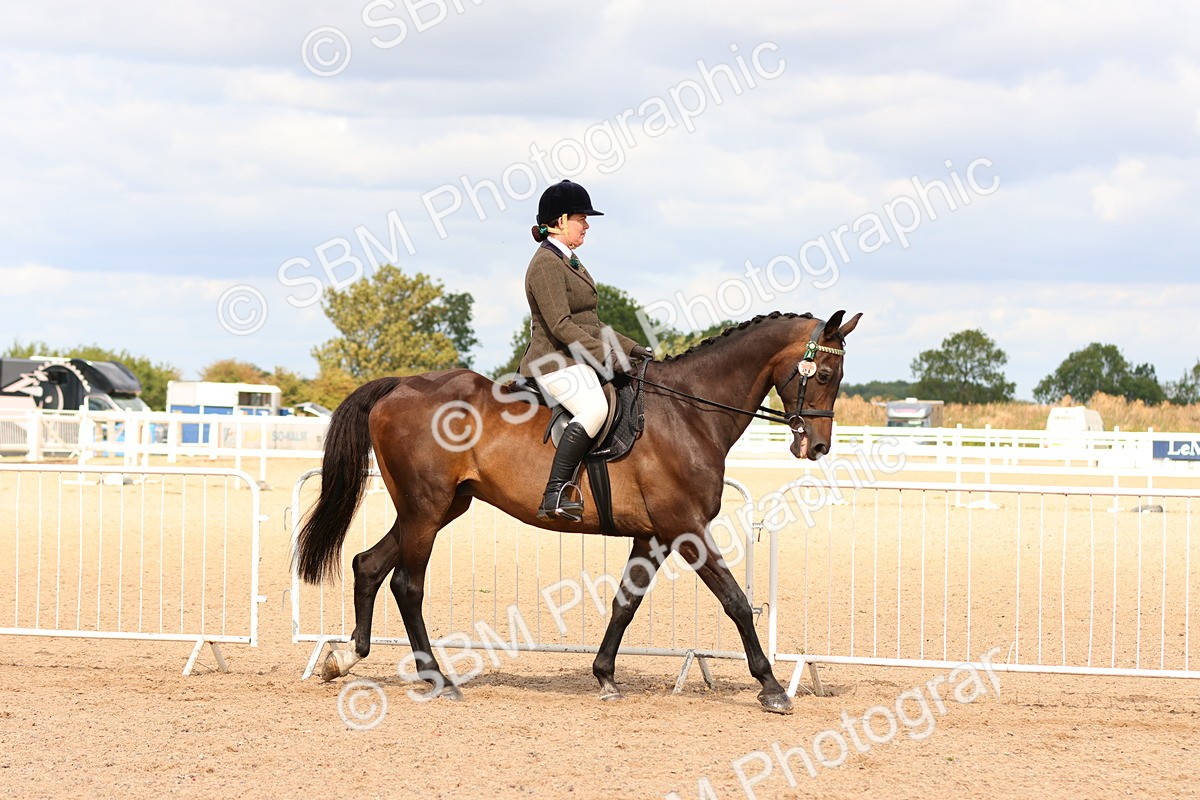 SBM_14081 - Class 213 - Ridden Hack Riding Horse