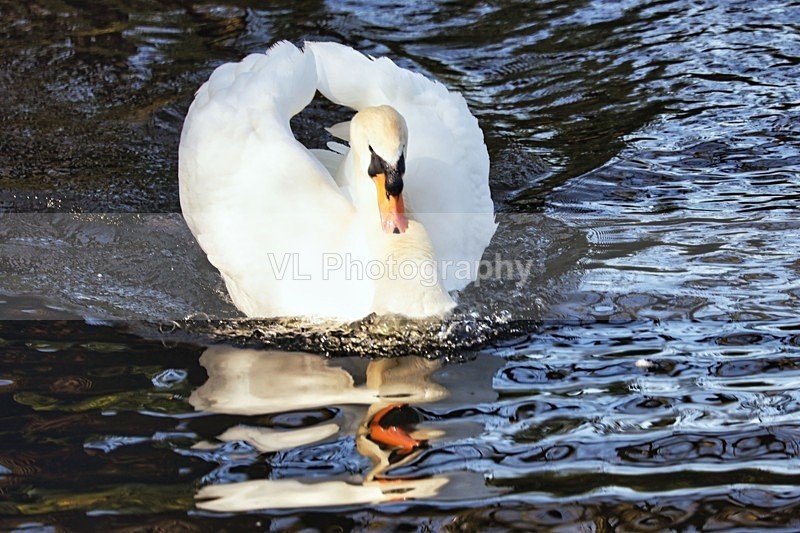 Swan - Animals and Birds