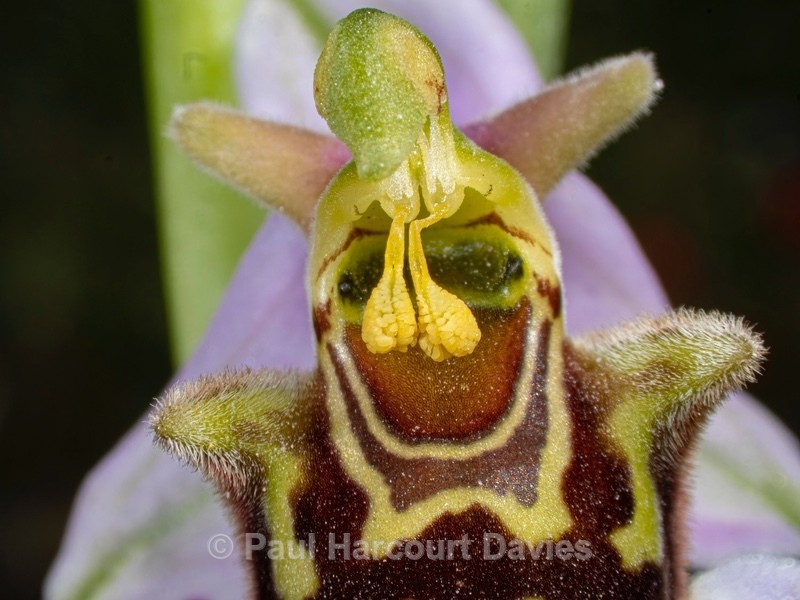 Bee Orchid (Ophrys apifera) an insect mimic and the only one of the genus that is self-pollinated. - Mikromak & TS Robusto 160