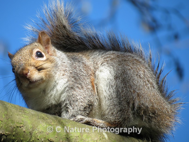 Grey Squirrel - Animals