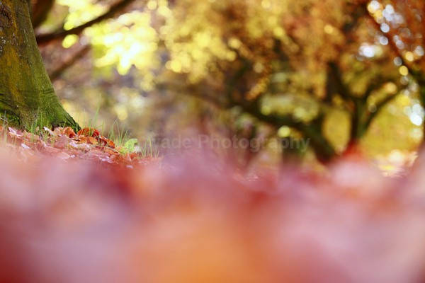  - Woodland scenes & flowers