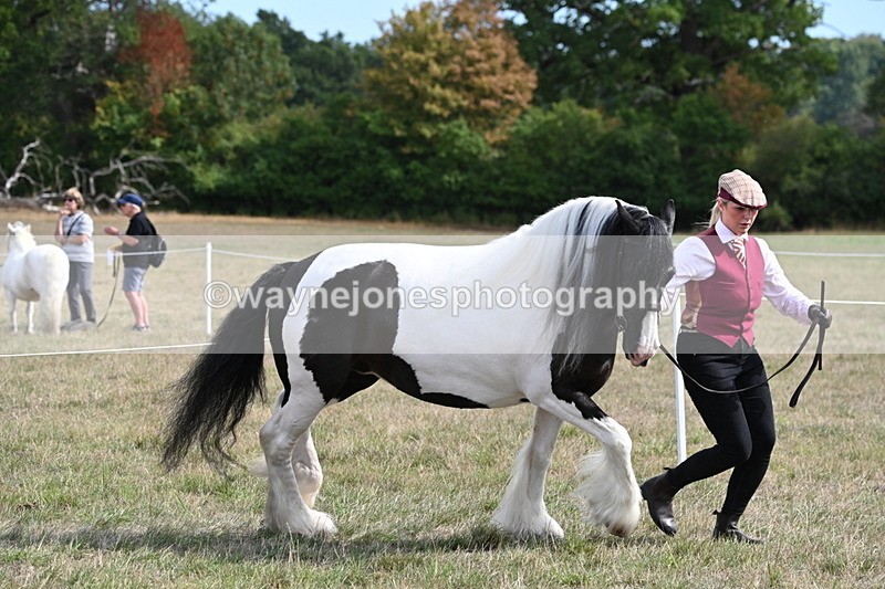 WJ6_6591 - Class 20 In-hand Cob