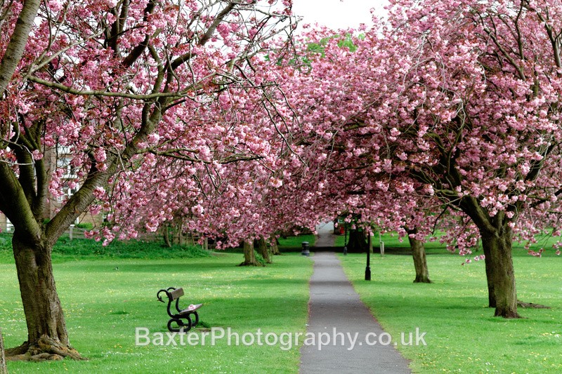 Seat Amongst The Blossom - Harrogate Town