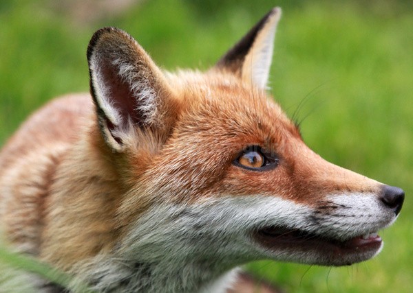 Red Fox_ AGTO186 - Wildlife, Mammal Photography, Great Britain