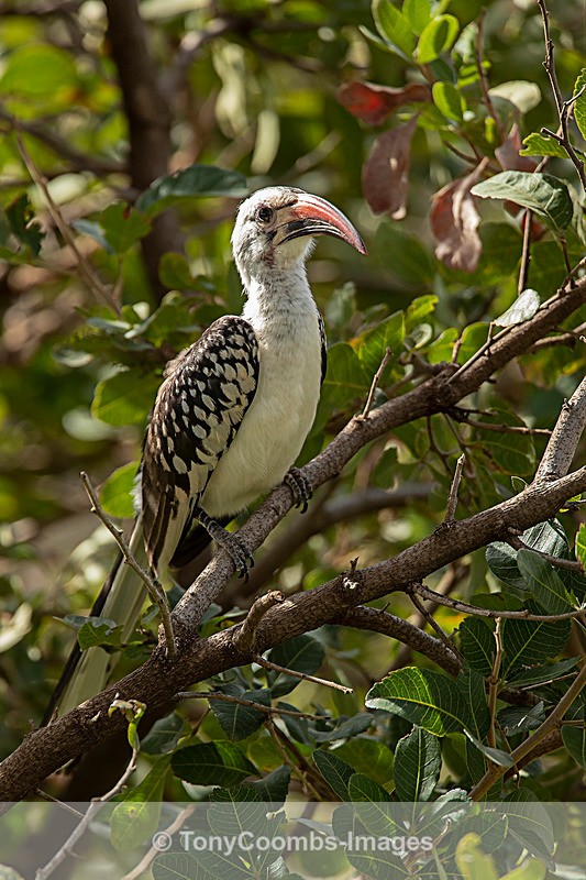 Northern Red-billed Hornbill - Lewa ~ Birds