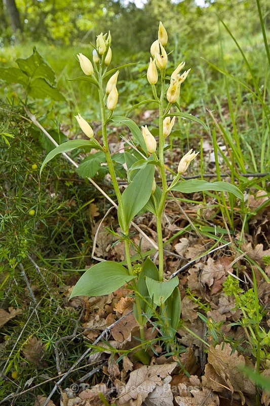  - Orchids - Various