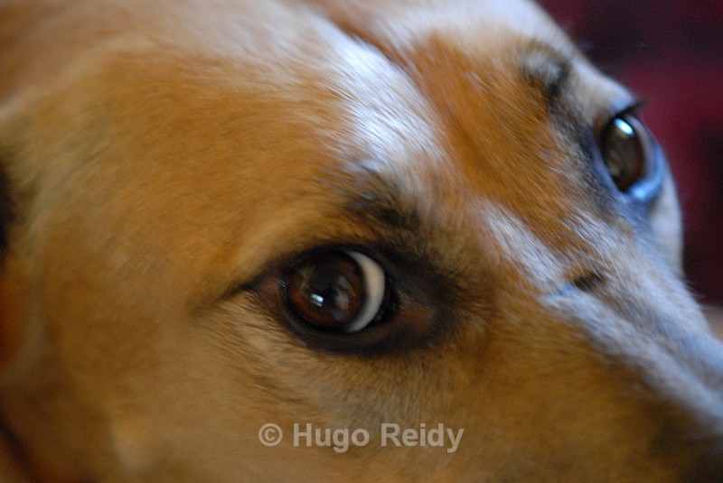  - Canine Friends