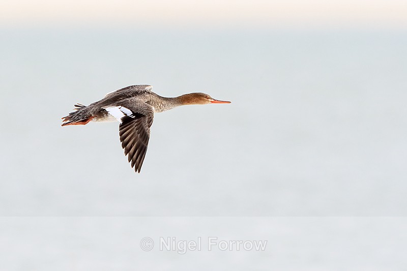 Red-breasted Merganser flying, Fort De Soto, Florida - Red-breasted Merganser