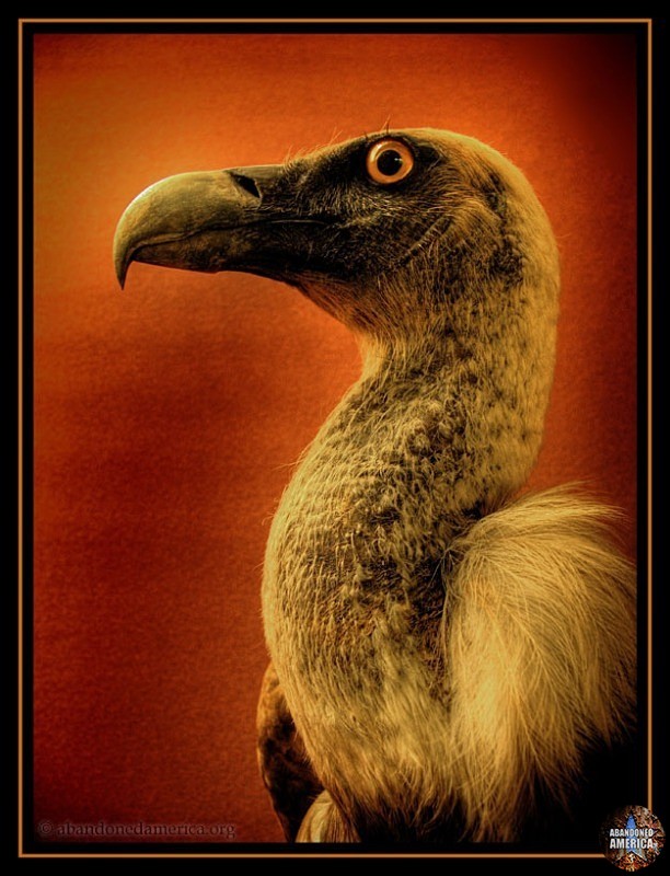 after the fall part 6: extinct - Misc.