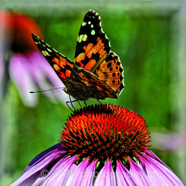 Painted Lady - Square Cards