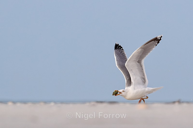 Herring Gull carrying shellfish and running to take off, Florida - Herring Gull