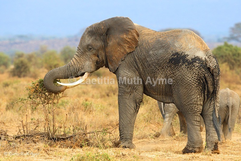 _84Y1120 Amboseli - Elephants
