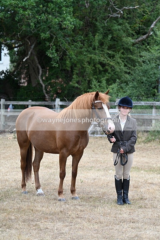 WJ7_8135 - Class 4 Prettiest Mare up to 14.2hh